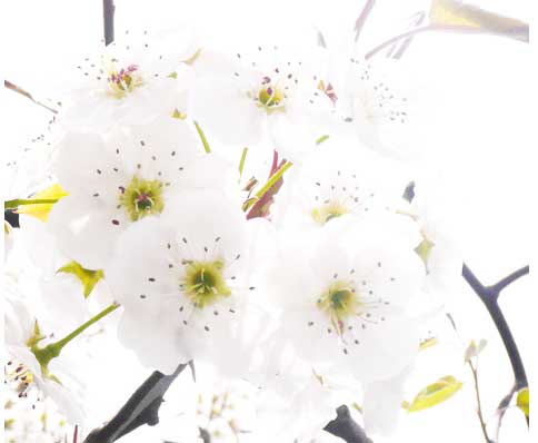 山有木兮木有枝，心悦君兮君不知。-志慧-人生历程